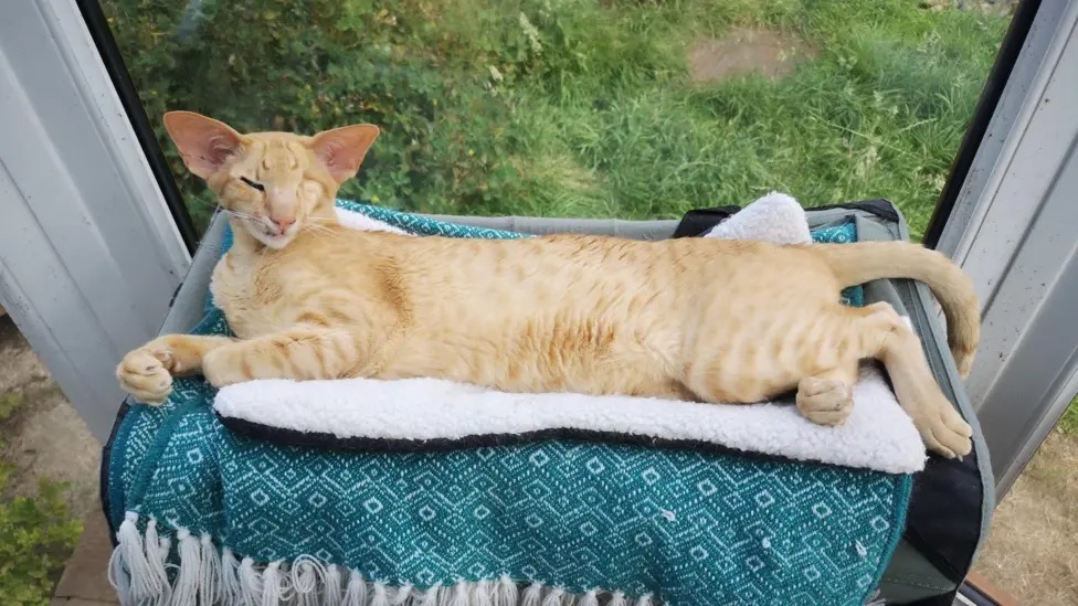 Cat recovering after emergency veterinary treatment