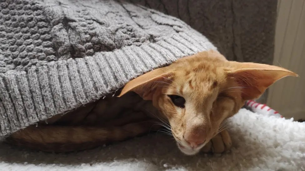 Maneesha the cat after emergency veterinary treatment