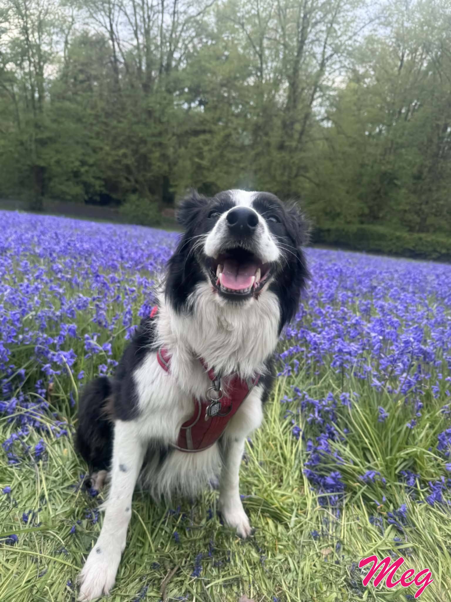 Border Collie Meg
