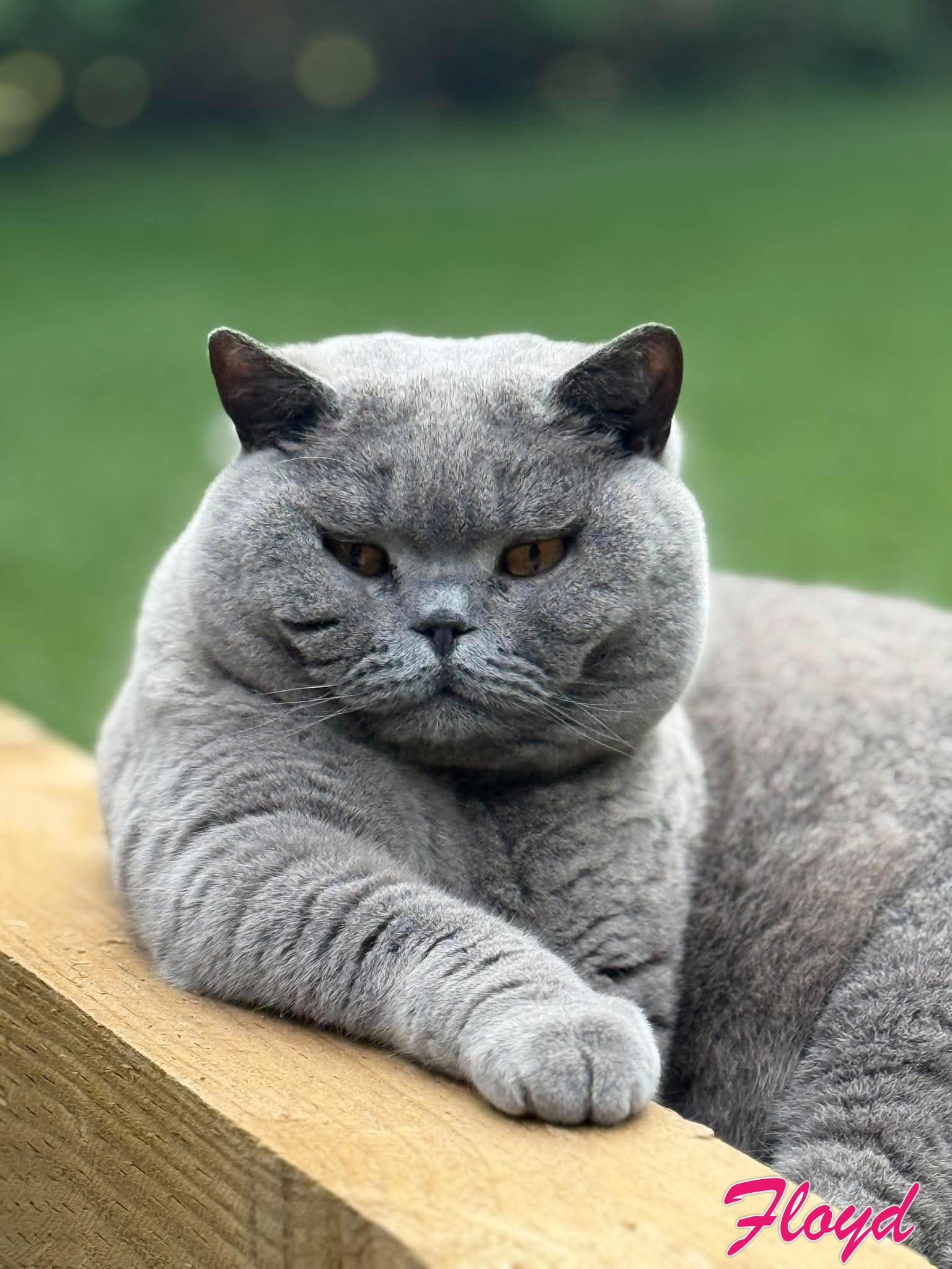 British Shorthair guide photo of Floyd