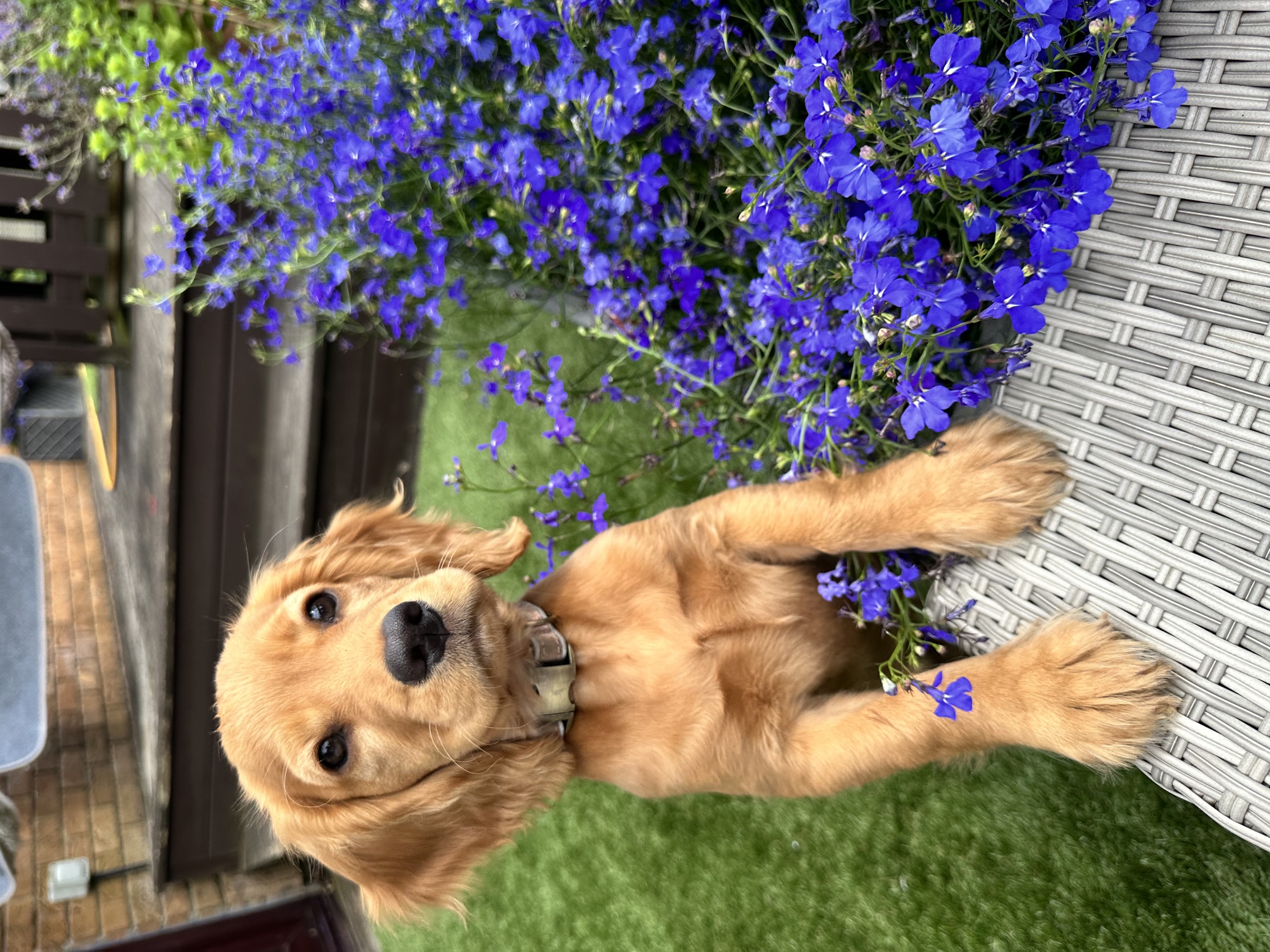 Golden Cocker Spaniel puppy sitting by purple flowers