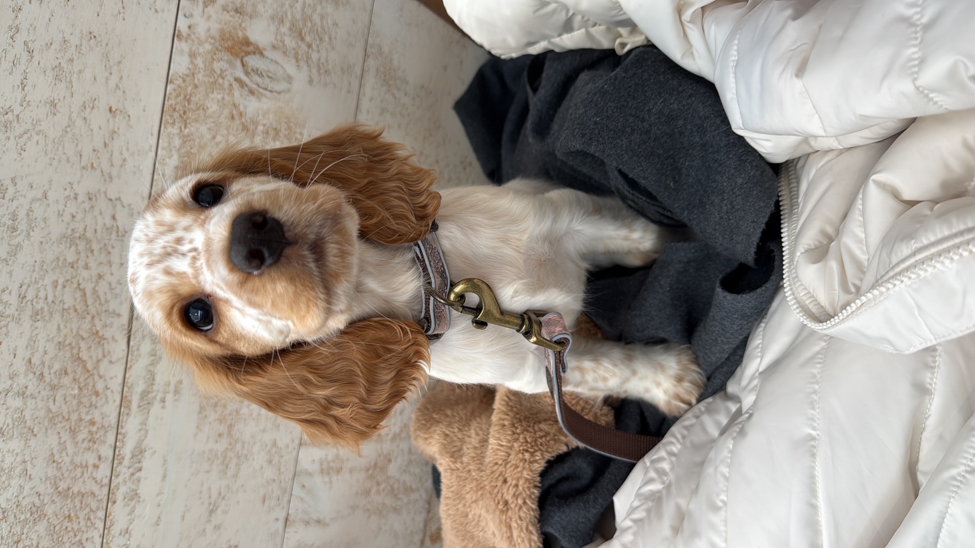 Roan Cocker Spaniel puppy sitting in a coat