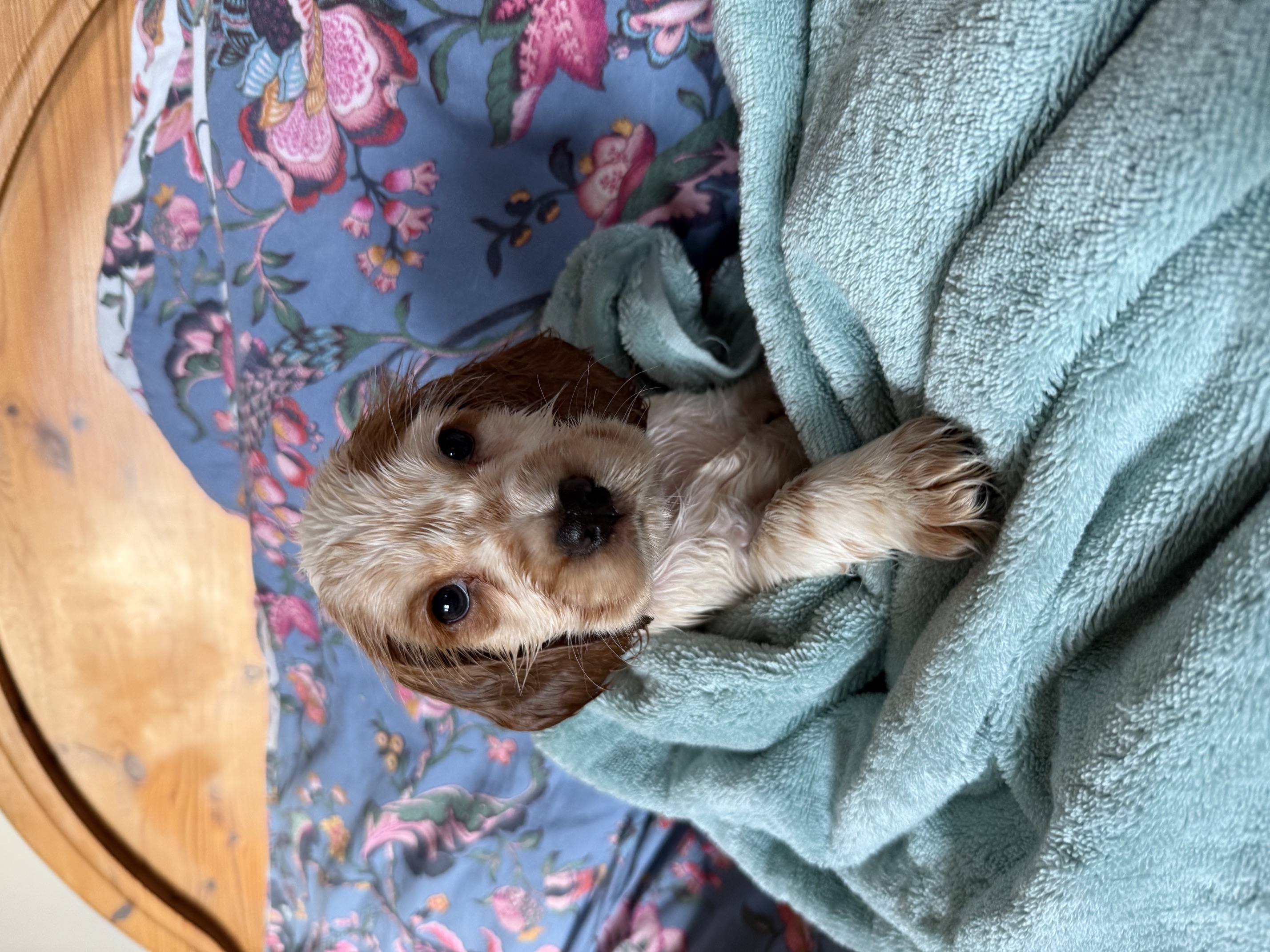 Golden Cocker Spaniel puppy being held