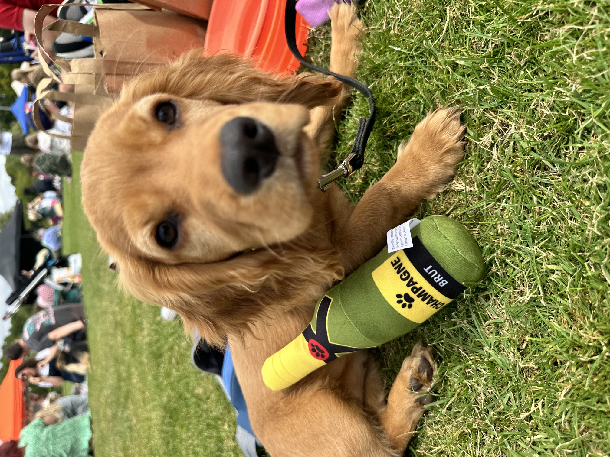 Golden Cocker Spaniel puppy lying on grass