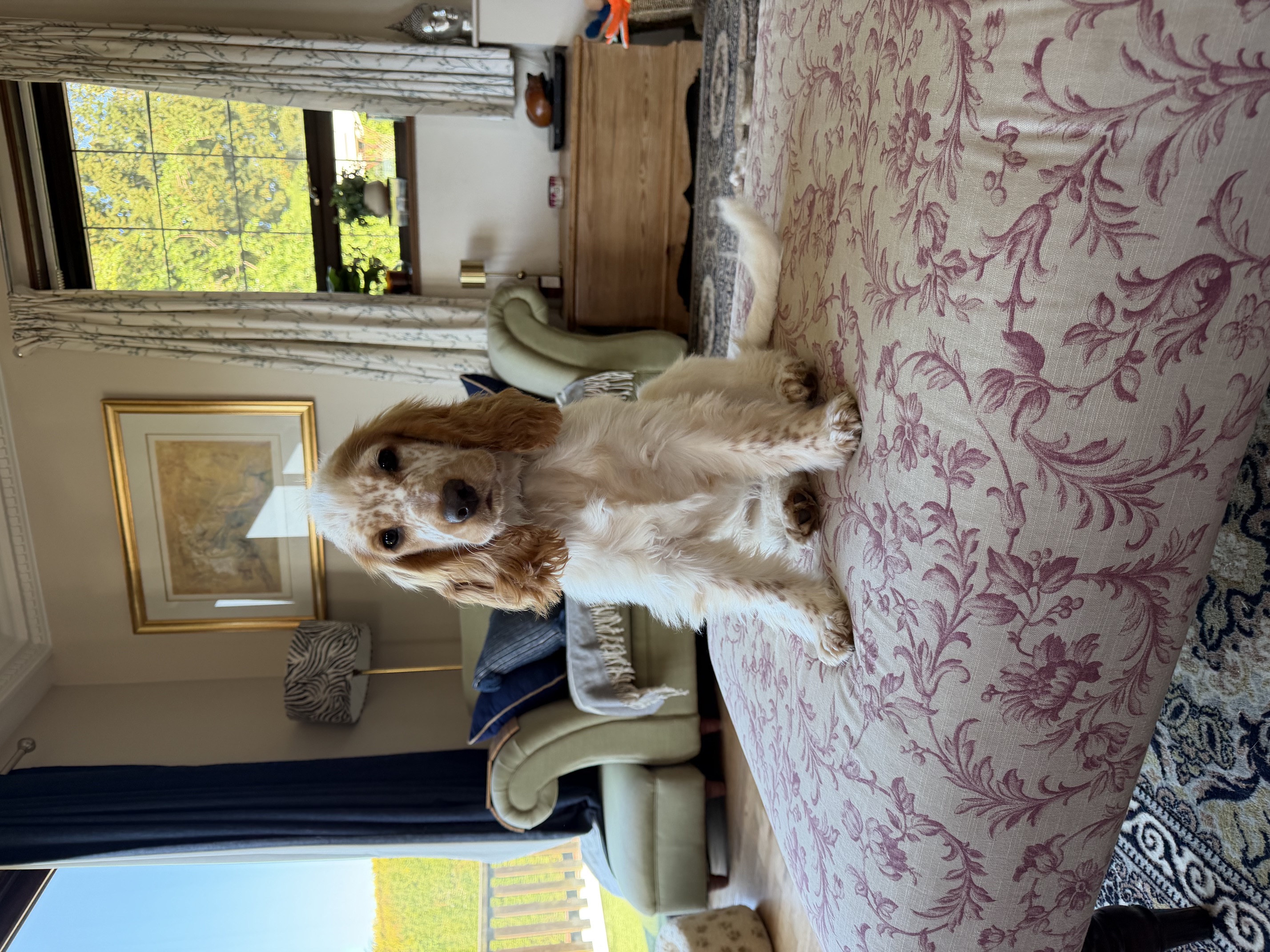 Cocker Spaniel dog