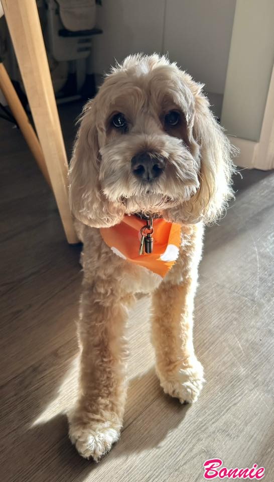 Cockerpoo Bonnie