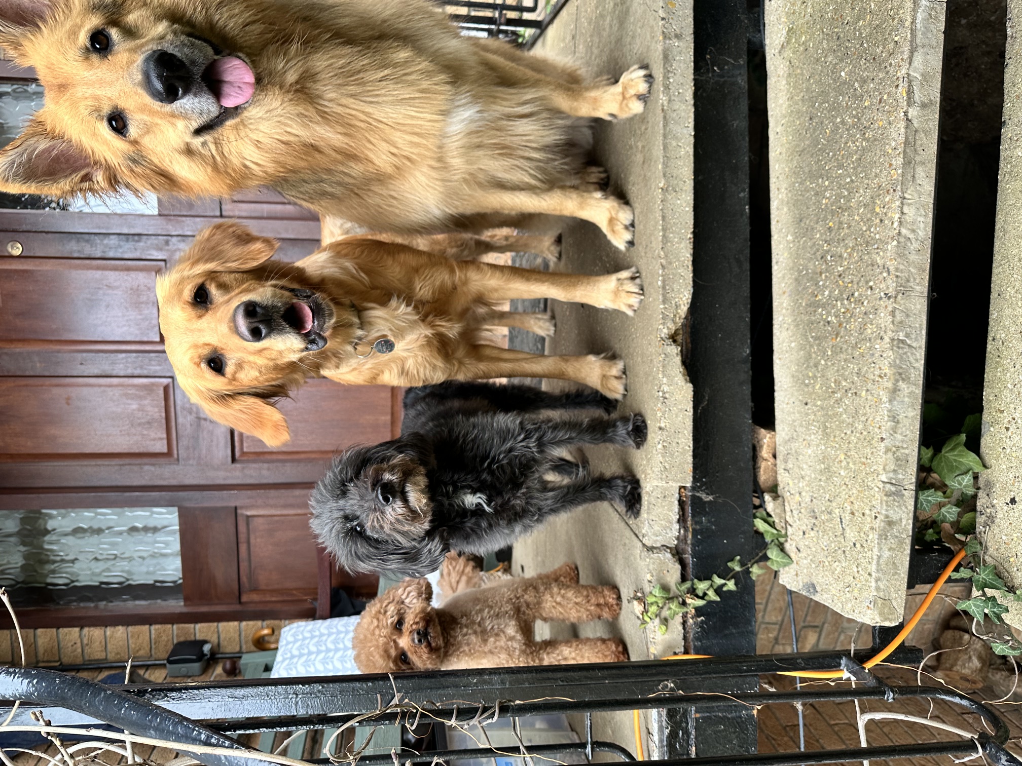 Group of dogs waiting at a front door