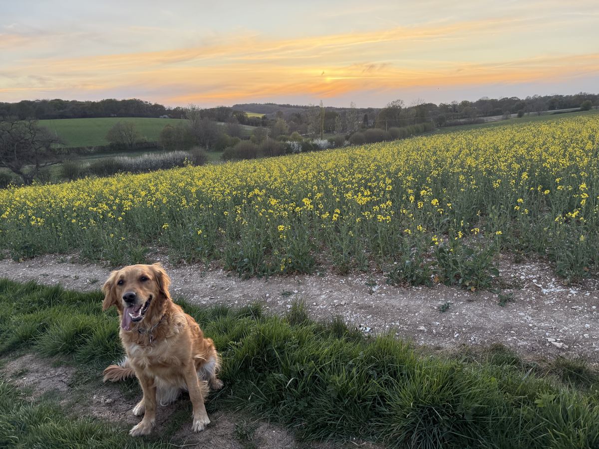 Dog walking in the countryside on a warm day