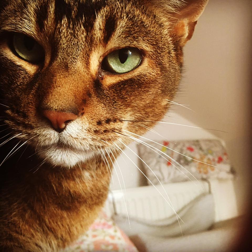 Domestic Shorthair reader photo