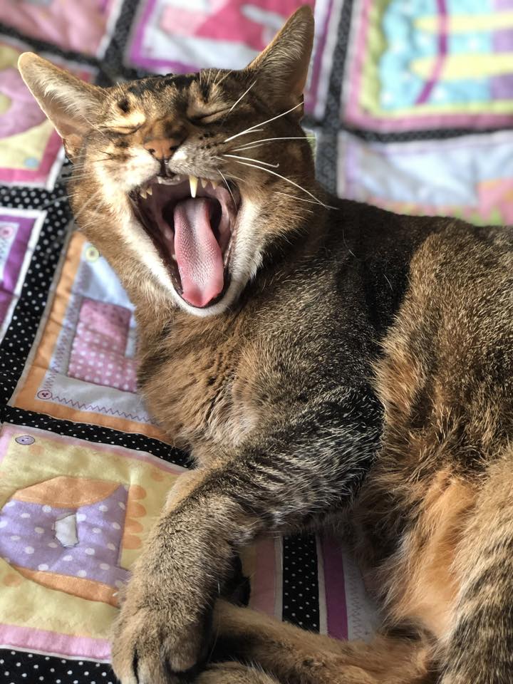 Domestic Shorthair reader photo