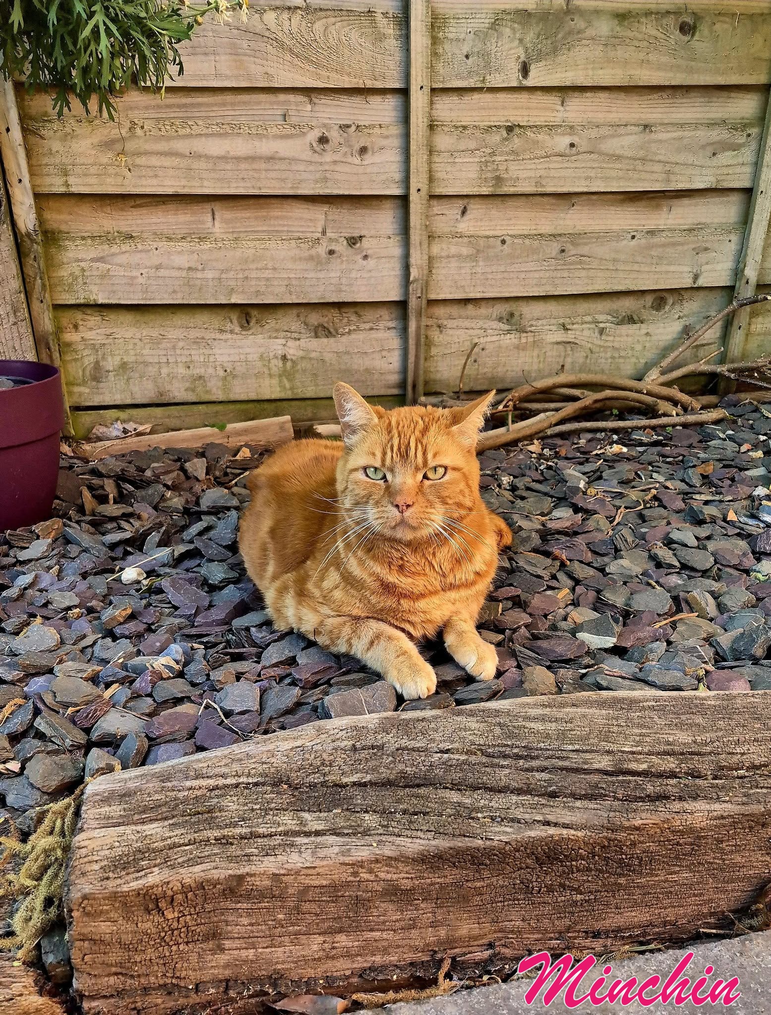 Domestic Shorthair reader photo of Minchin