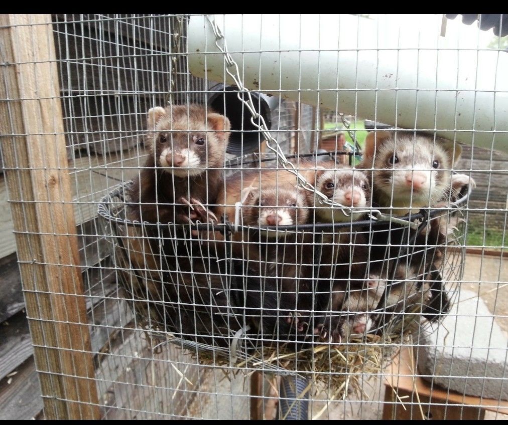 Ferret guide photo