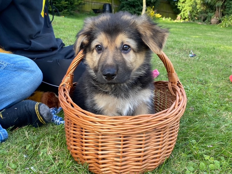 Just got a puppy and no idea where to start with insurance?