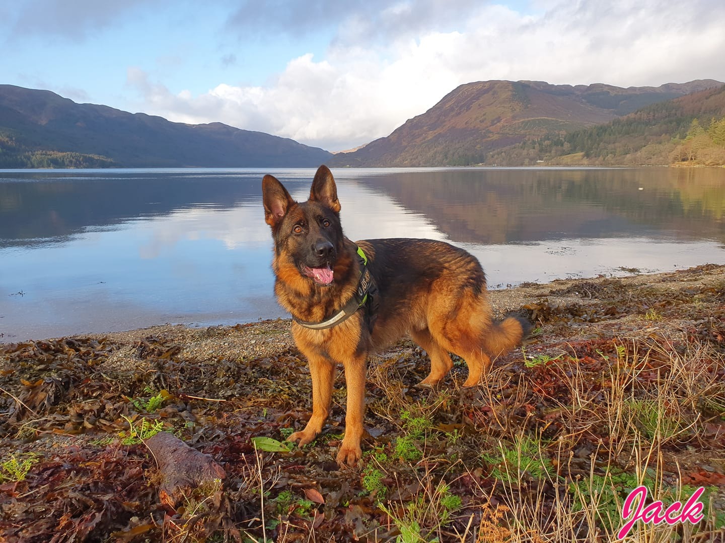 German Shepherd Dog reader photo of Jack