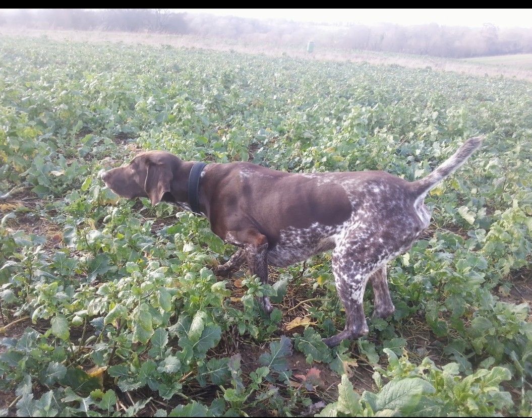 German Shorthaired Pointer guide photo