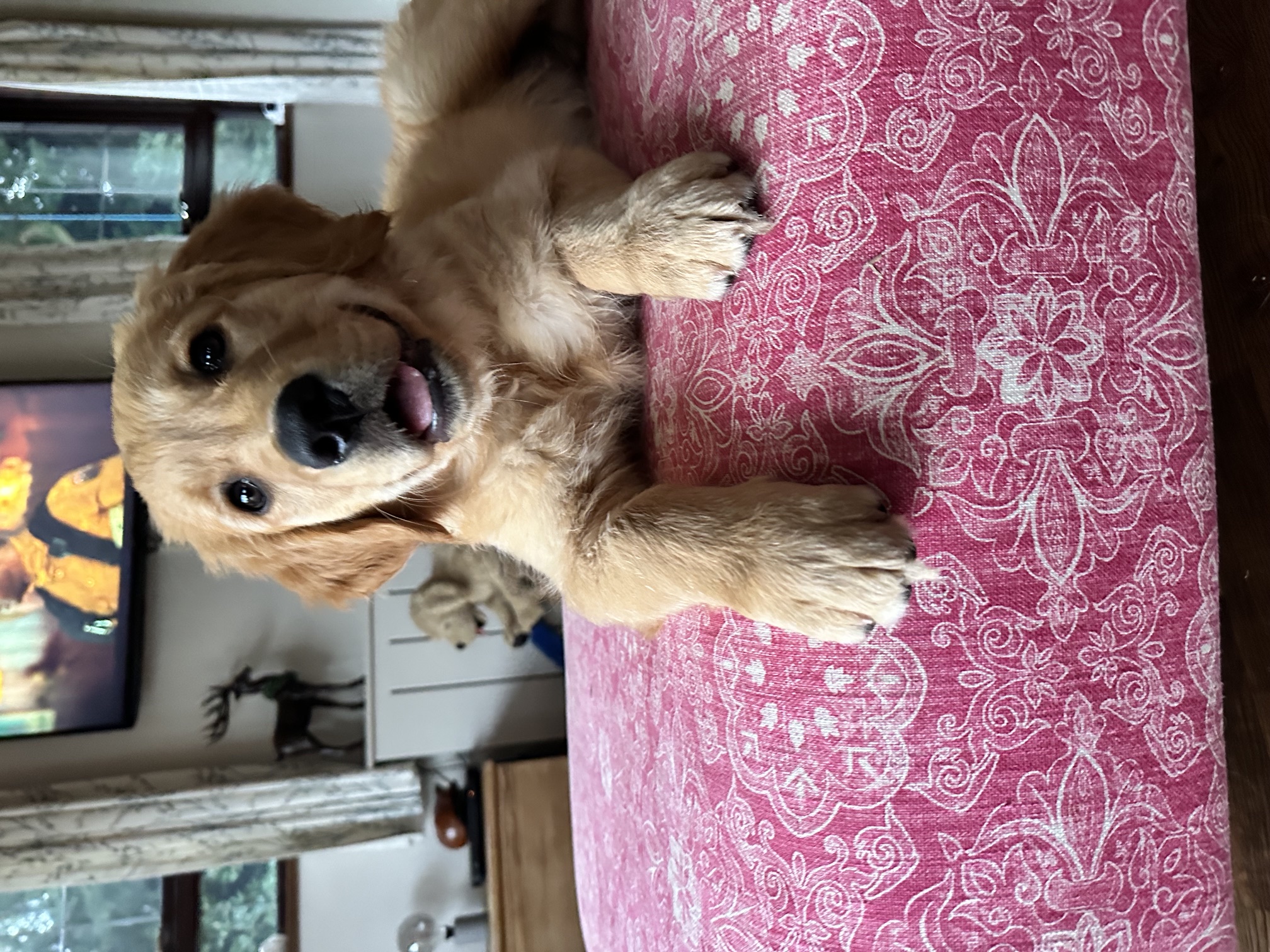 Gryff, a Golden Retriever puppy on a sofa