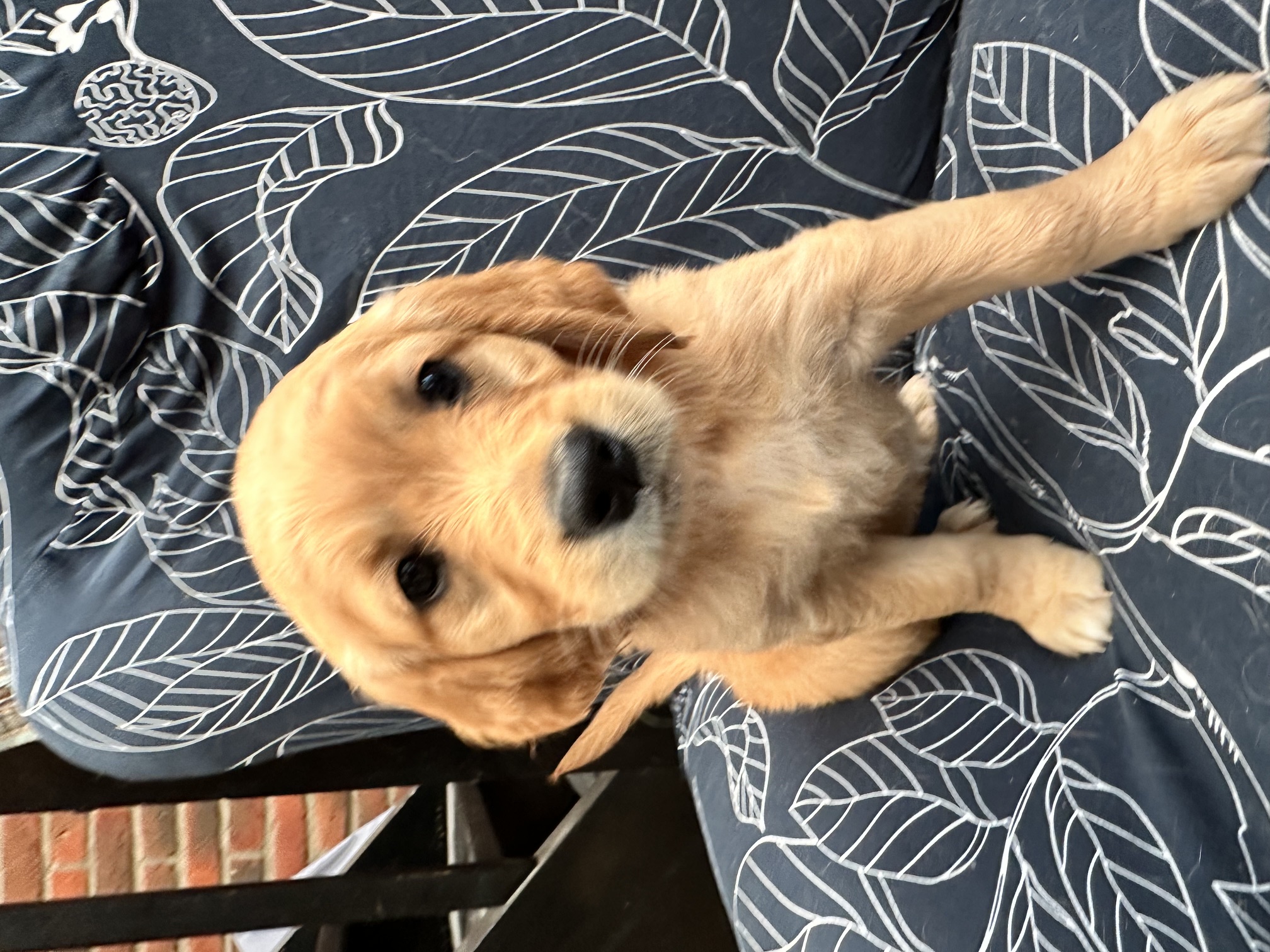 Harry, a Golden Retriever puppy indoors