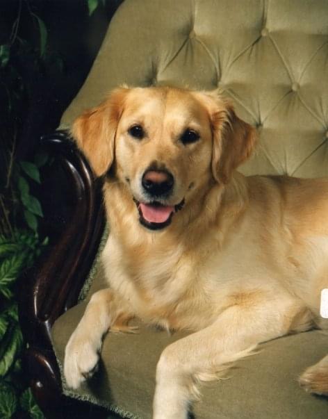 Blu, a Golden Retriever resting on a chair