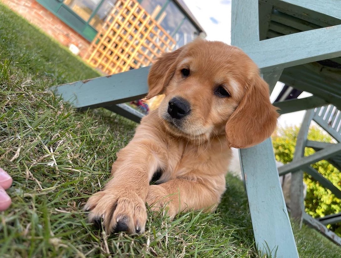 Goose, a Golden Retriever puppy in the garden