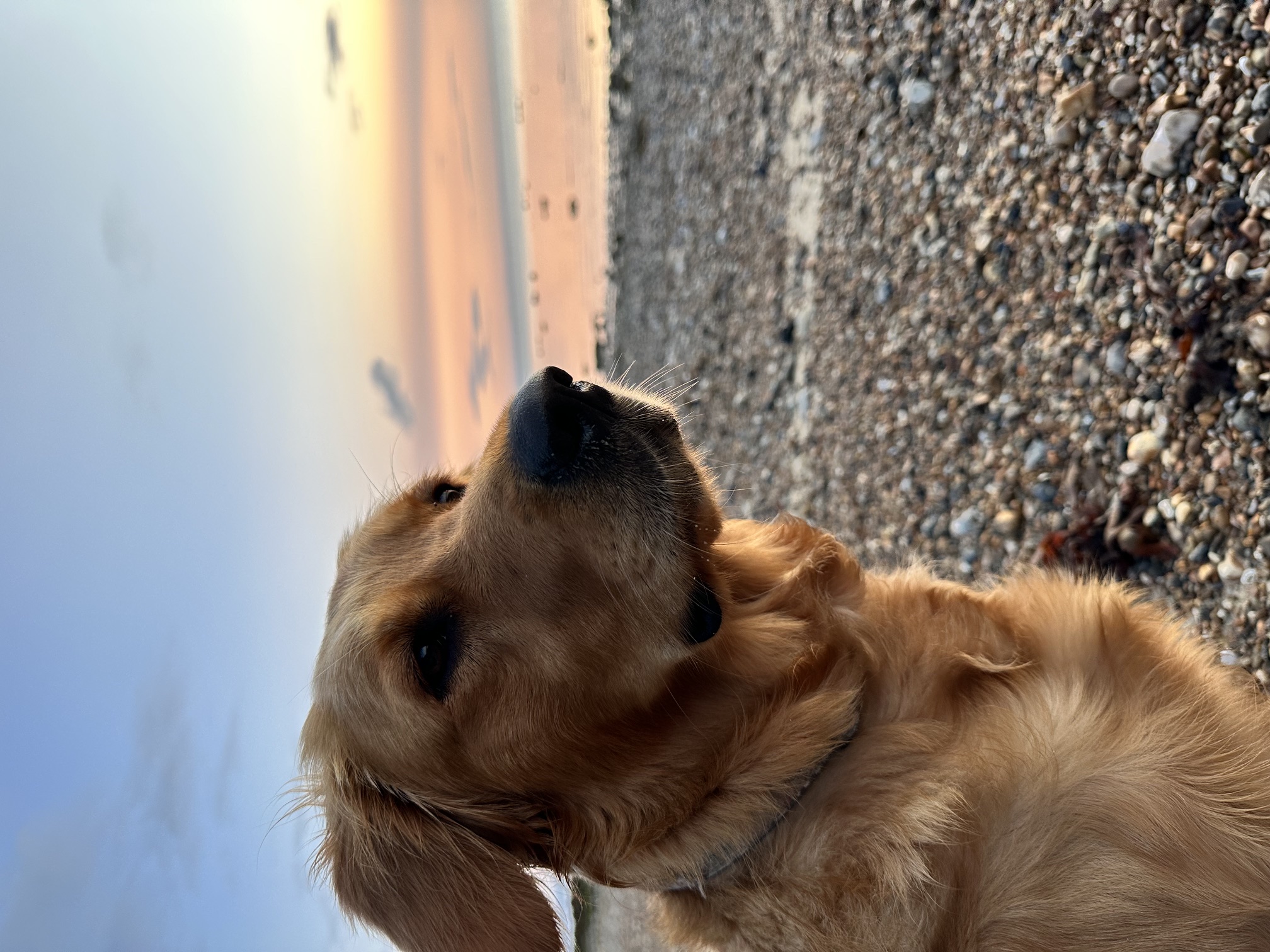 Golden Retriever dog