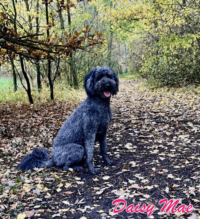 Goldendoodle guide photo of Daisy Mae