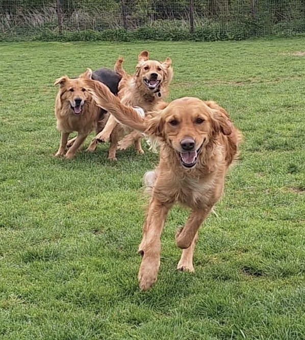 Golden Retrievers running on grass
