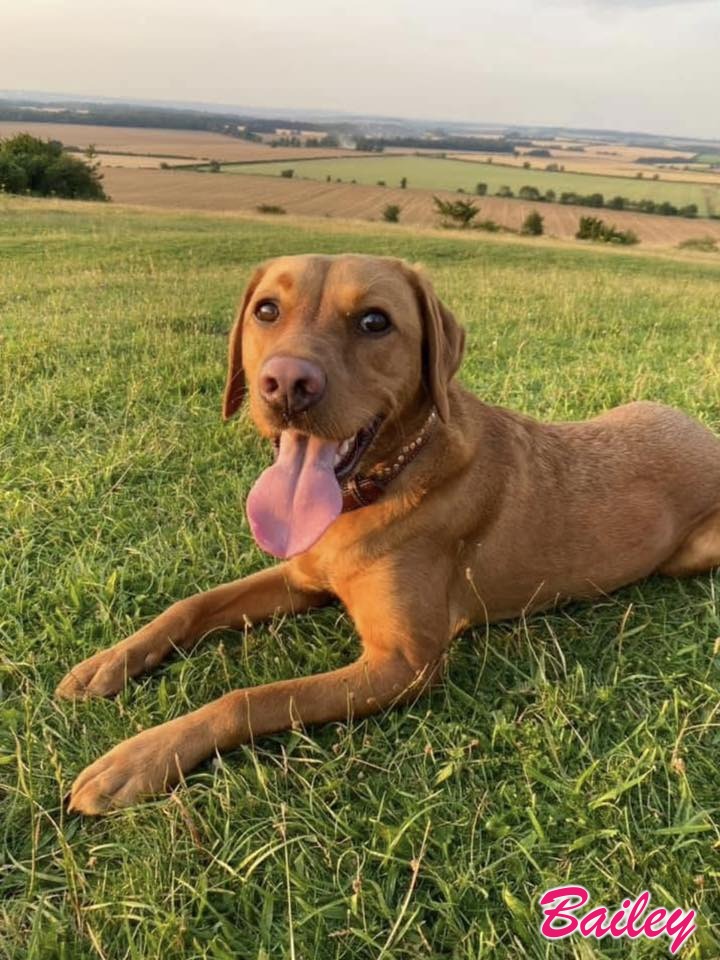 Labrador Cross Bailey