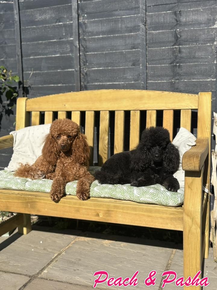 Standard Poodle reader photo of Peach & Pasha