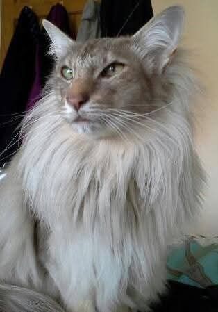 Oriental Longhair reader photo