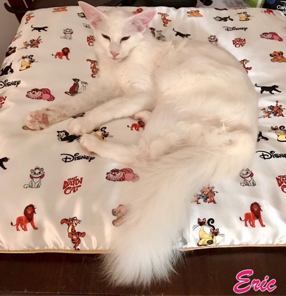 Oriental Longhair guide photo of Eric