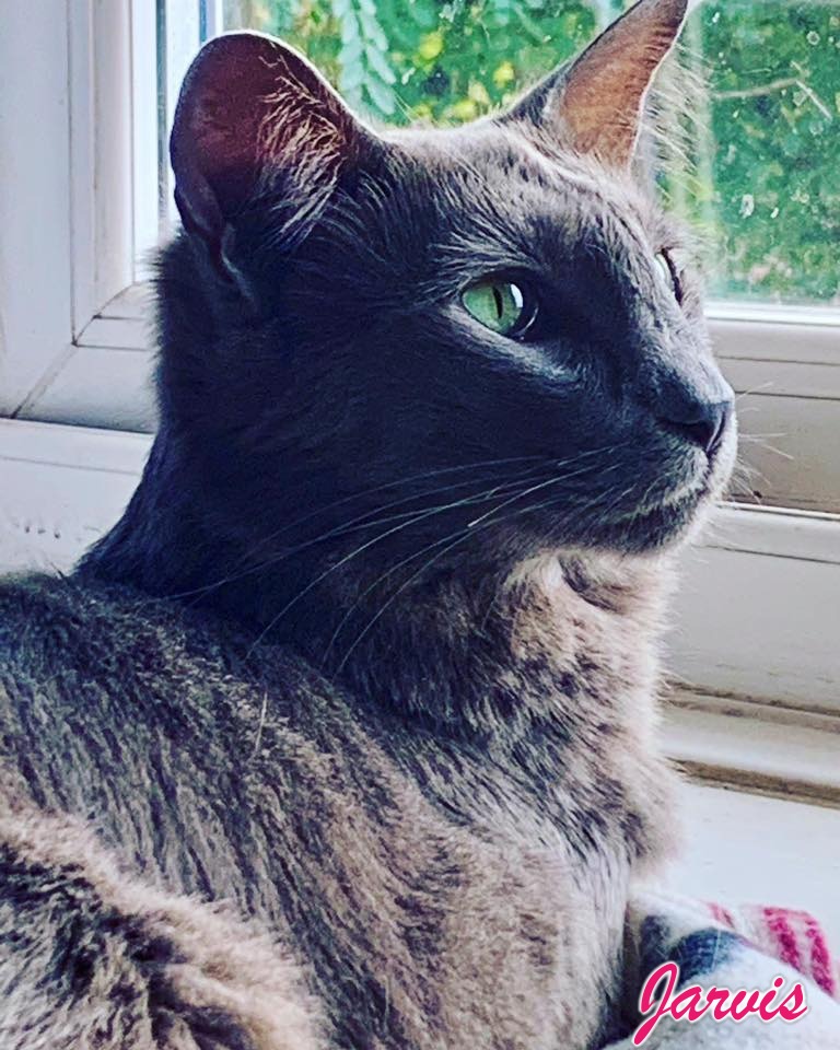 Oriental Longhair reader photo of Jarvis