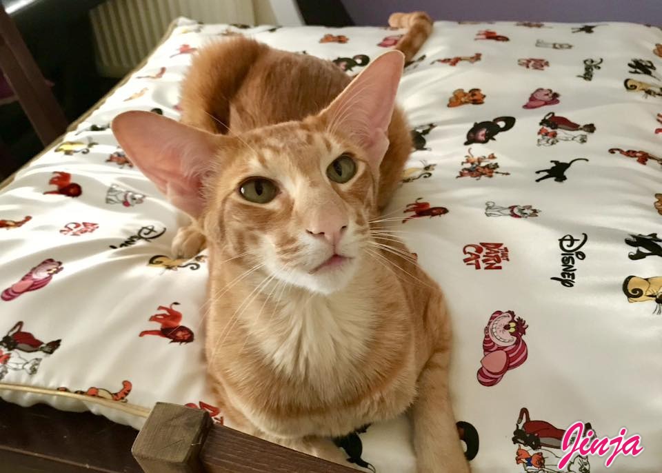 Oriental Shorthair guide photo of Jinja