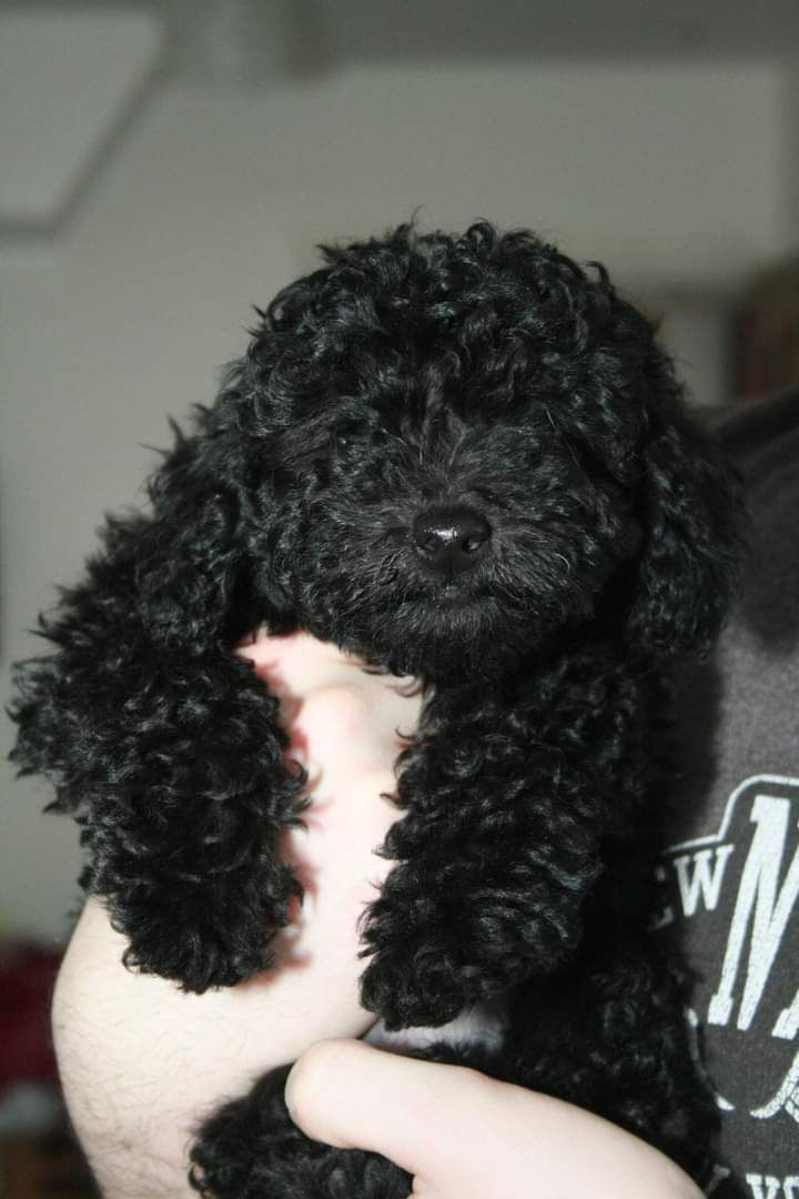 Standard Poodle reader photo