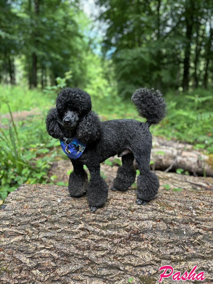 Standard Poodle Pasha