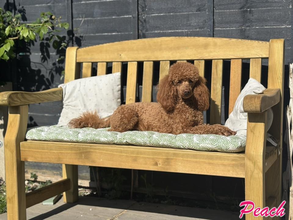 Standard Poodle reader photo of Peach