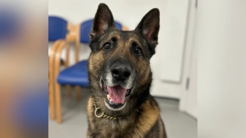 The retired police dog paying thousands in vet bills — with no support from the government