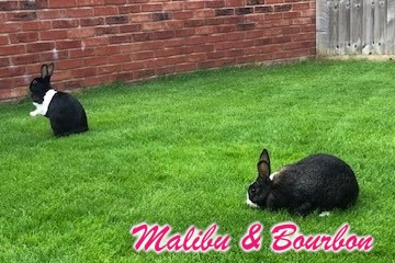 Rabbit reader photo of Malibu & Bourbon