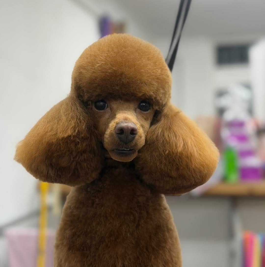 Standard Poodle reader photo