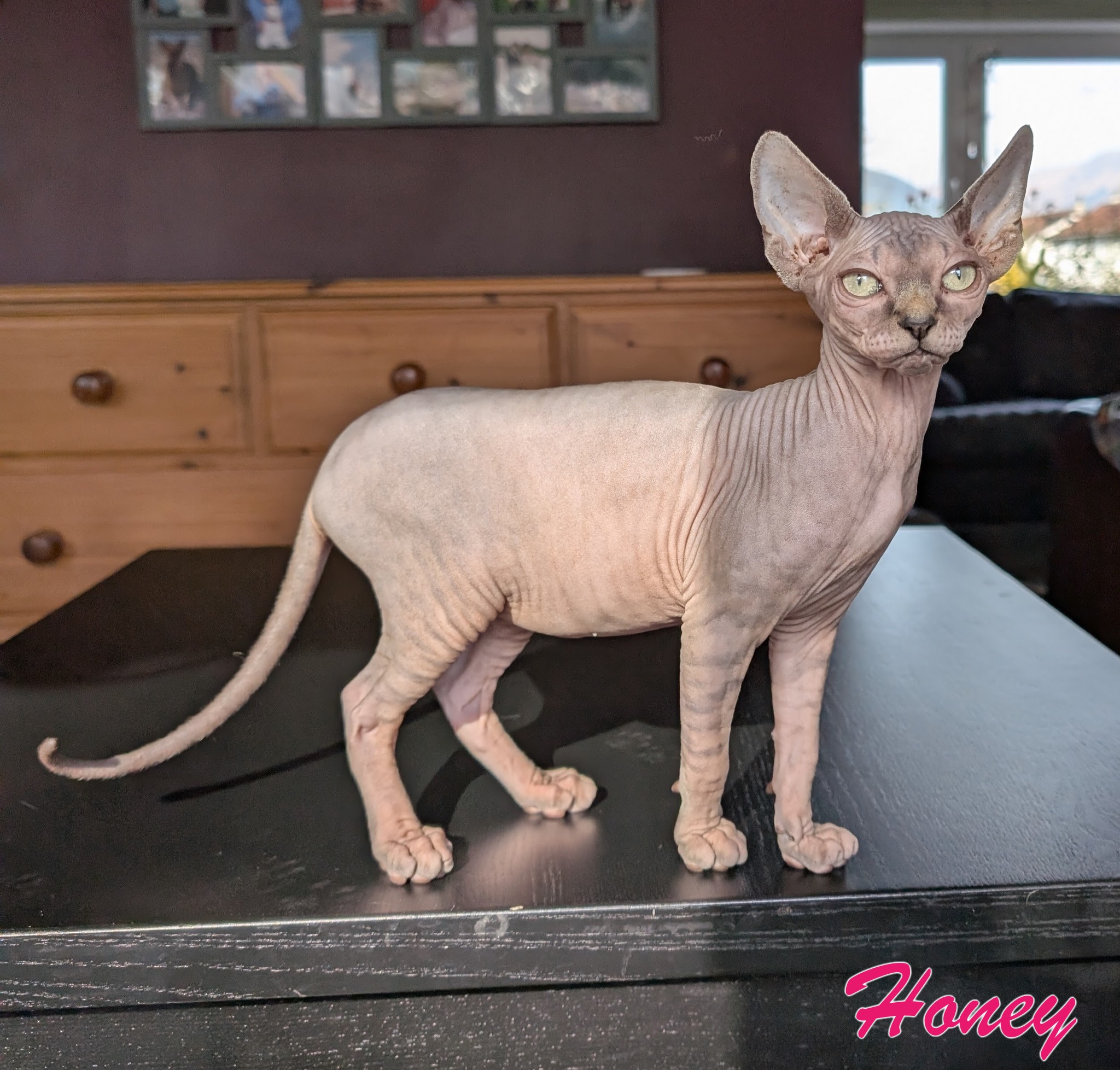 Sphynx cat Honey
