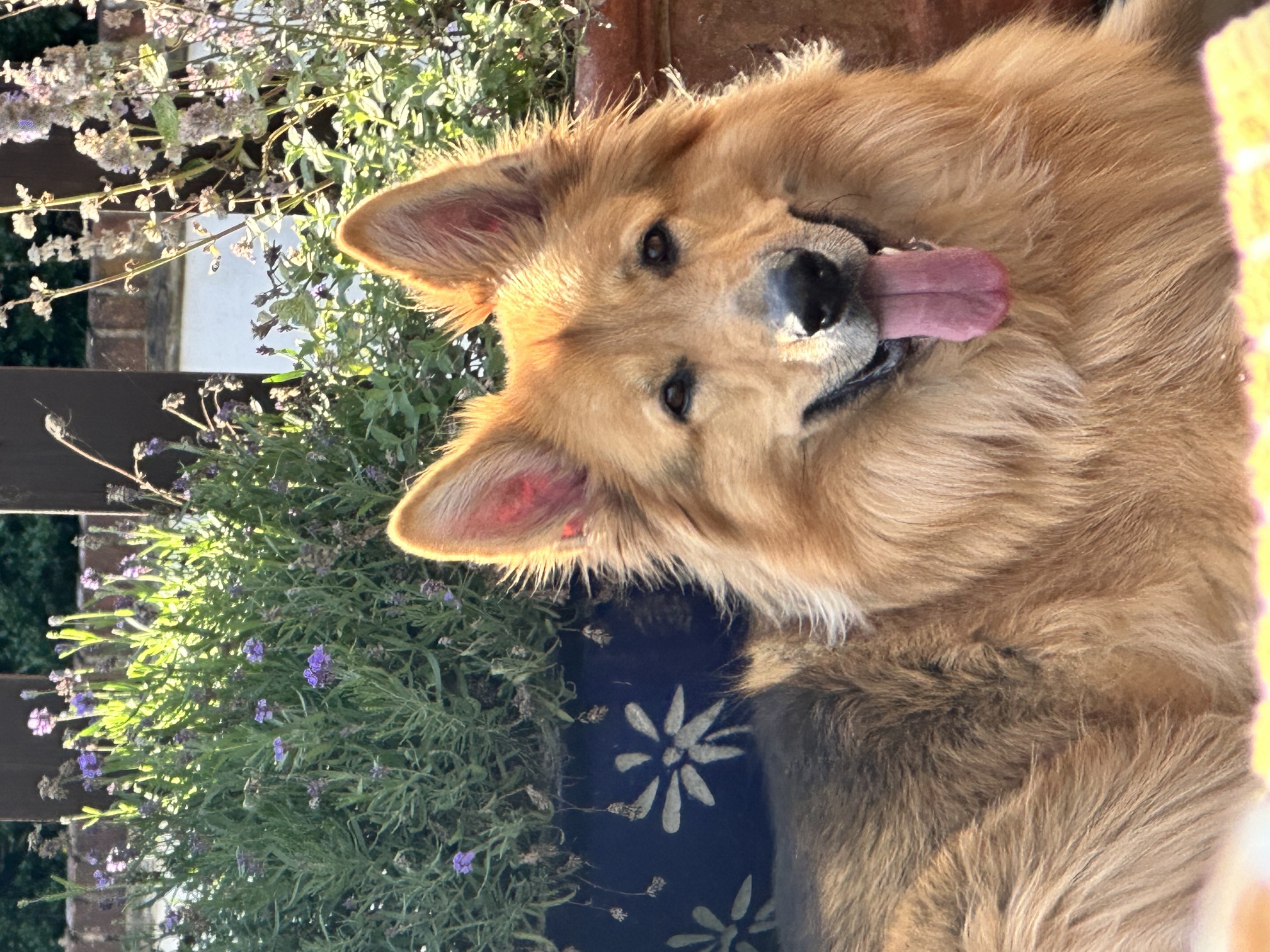 German Shepherd Dog dog